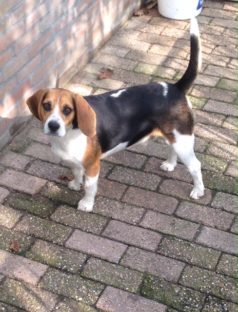 onze reu "Bo"