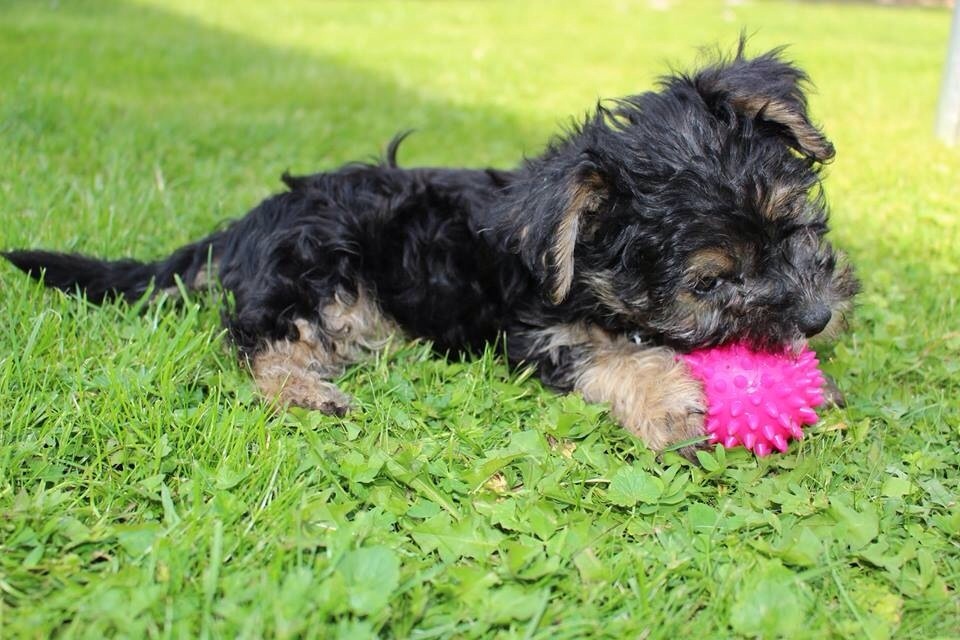 boomer pup 9 weken