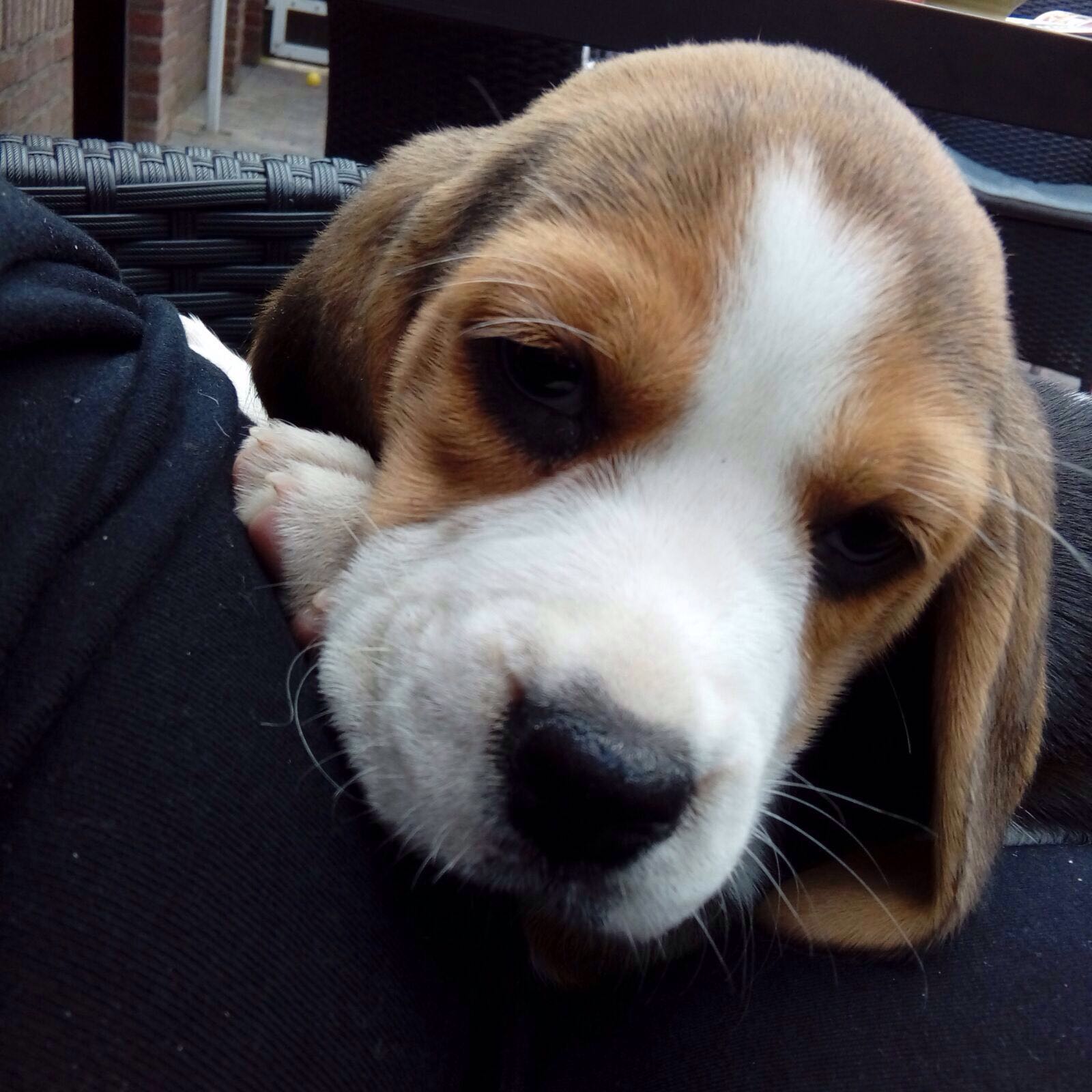 "Pip"9 weken oud
