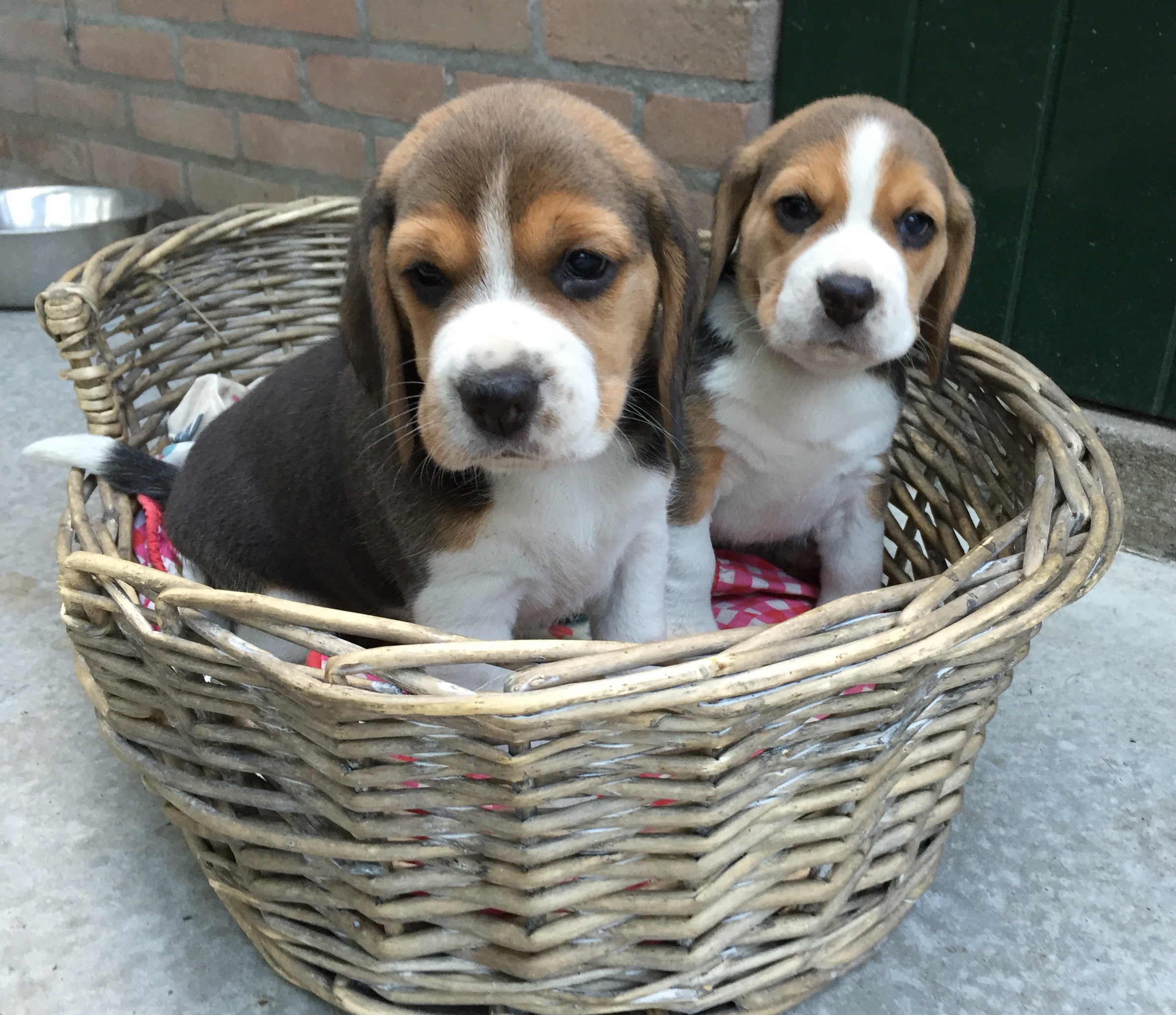 "Pip en Tess"6 weken